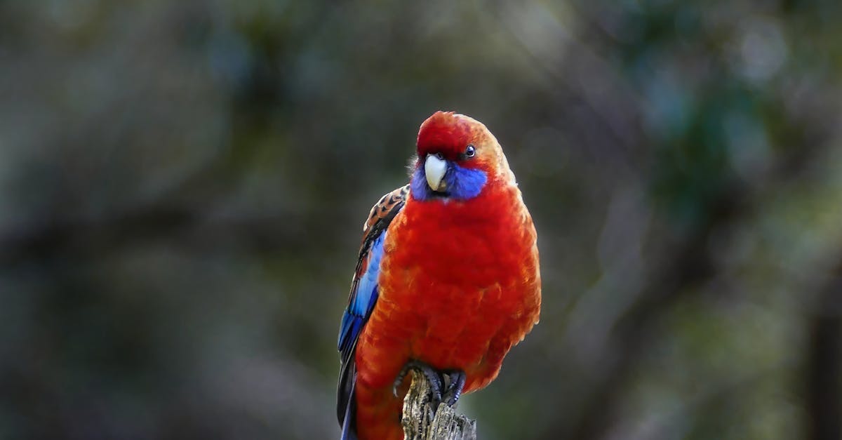 How Reviews Can Enhance the Visibility of Residential Electricians in Adelaide