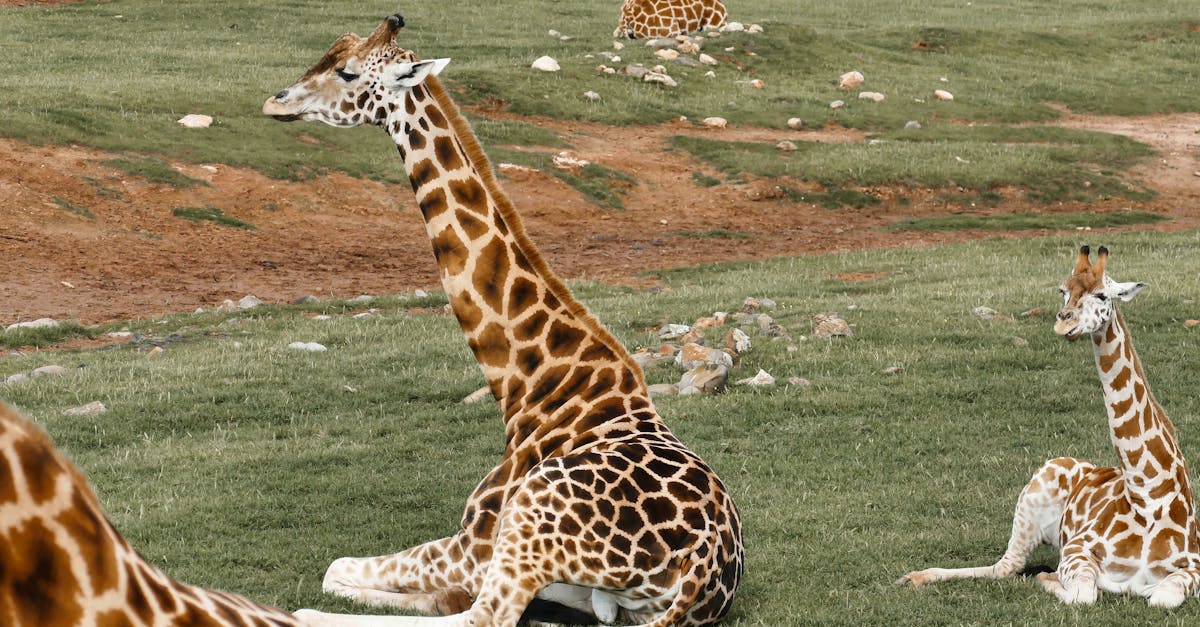 Key Safety Certifications Required for Electricians in South Australia